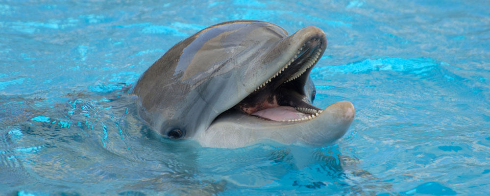 A smiling dolphin pokes its head just out of the water.
